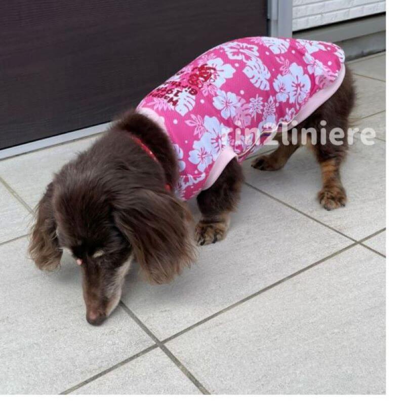 dogwear summer original print