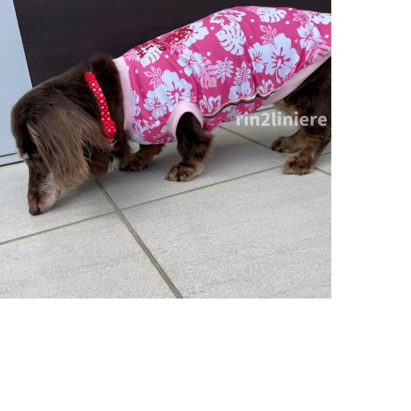 dogwear summer