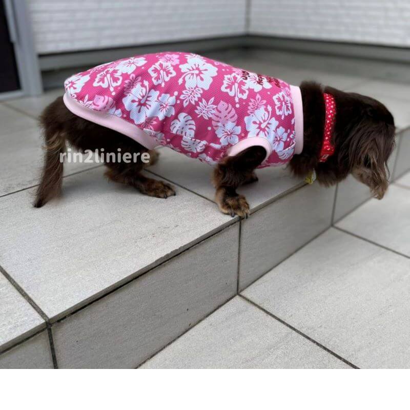 dogwear summer